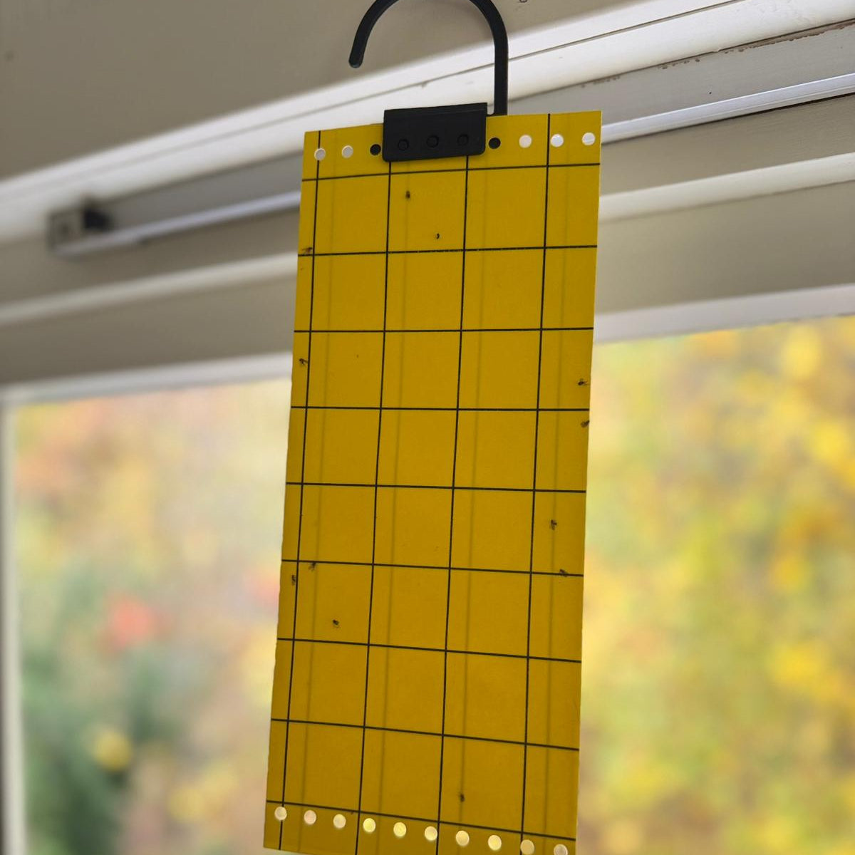 Fluepapir 3 stk x 5-PAKK